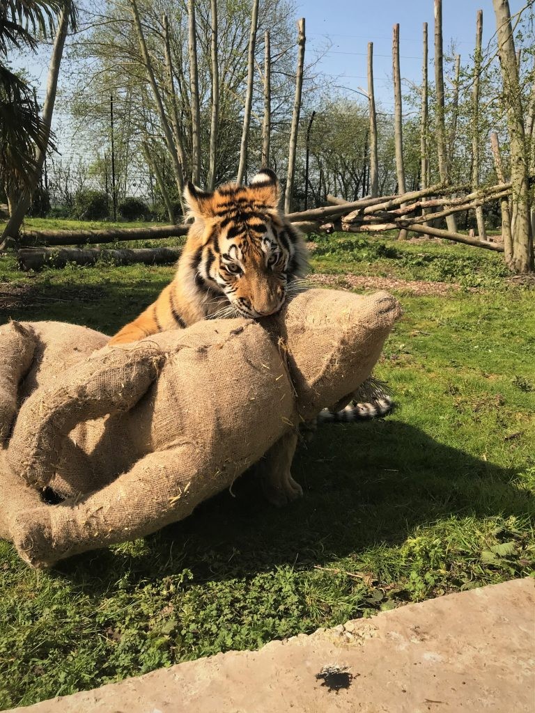 Tiger enrichment