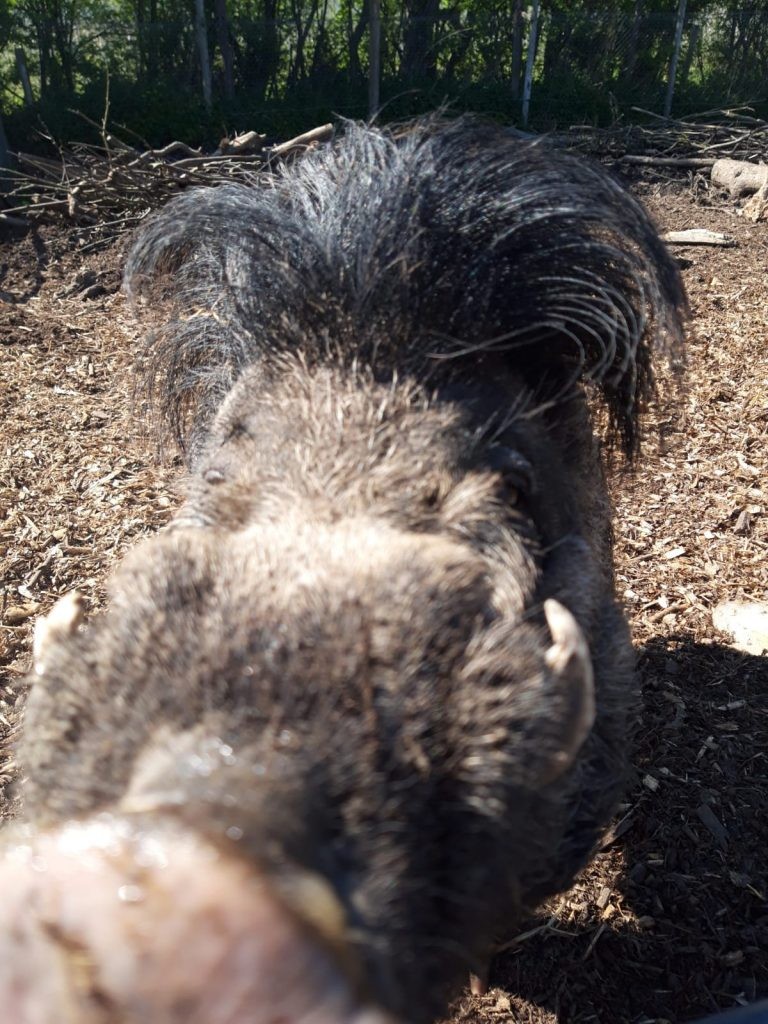 Visayan Warty Pigs at Wingham WIldlife Park, Kent