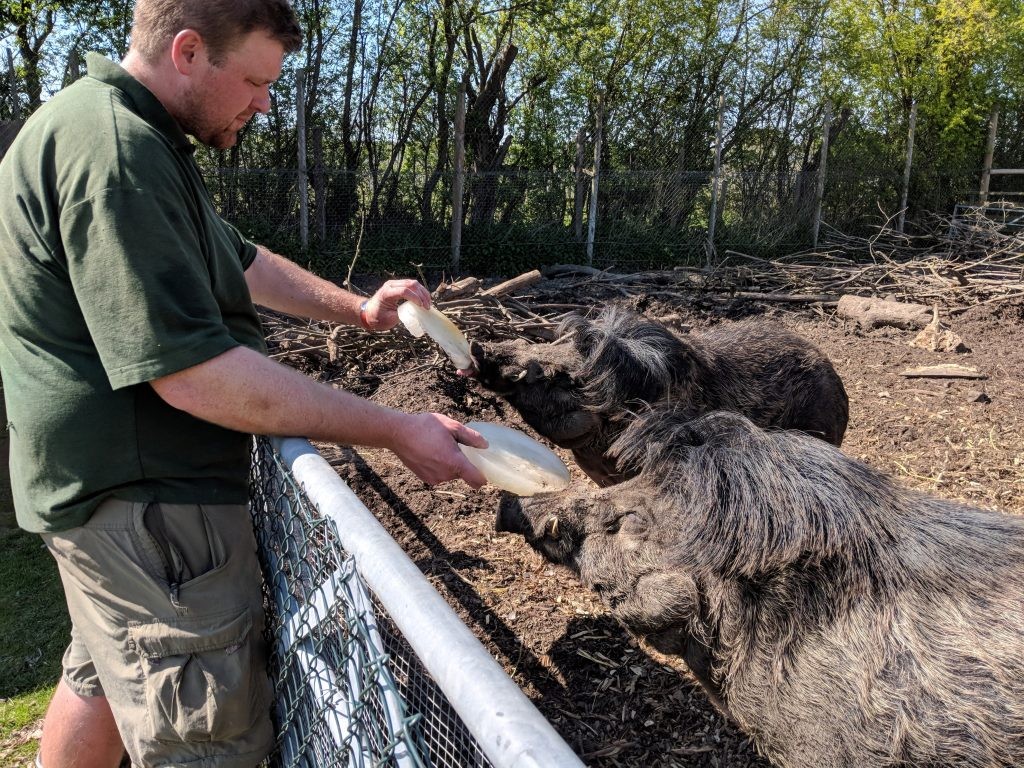 Pigs enrichment 