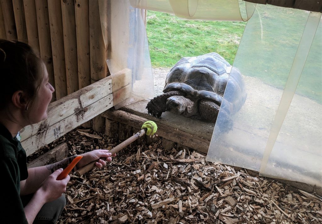 aldabra tortoise training at Wingham Wildlife Park, Kent