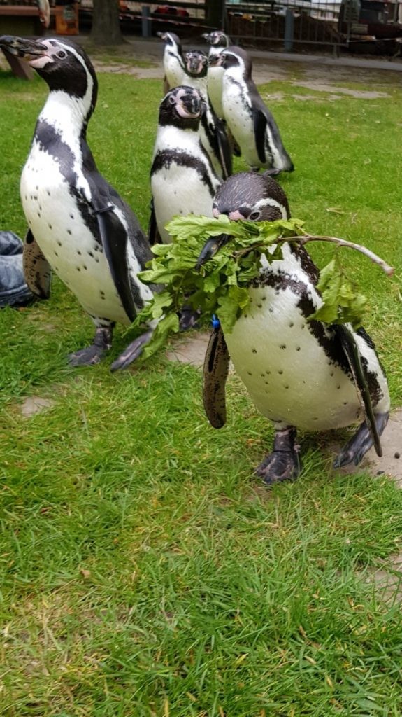 Kizzy carrying back nesting material from his morning walk