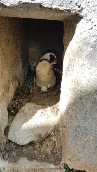 Isobel the Humboldt Penguin with her first egg