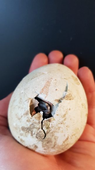 Humboldt Penguin chick hatching from egg
