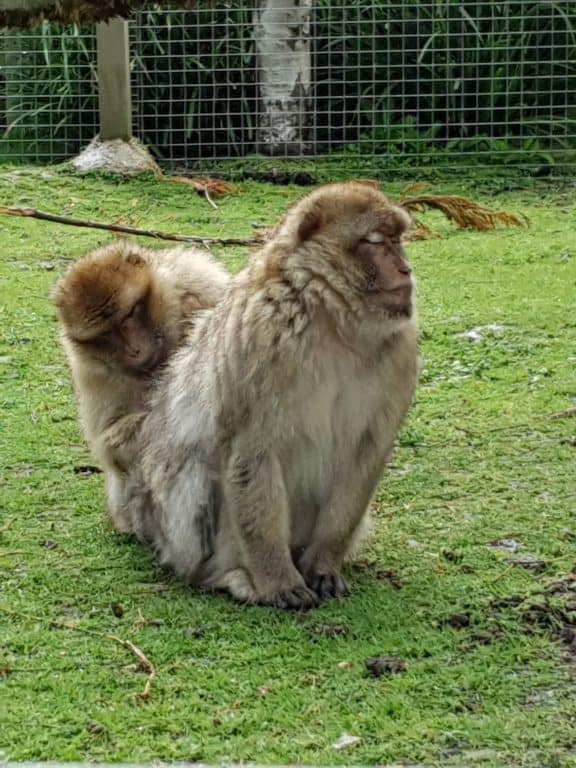 Barbary Macaque 