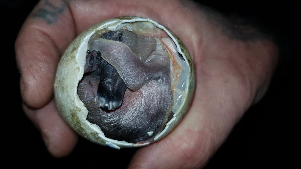 Penguin chick hatching