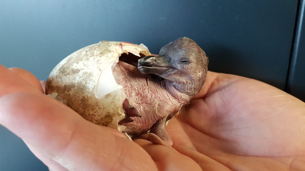 Picture of a chick hatching from an egg