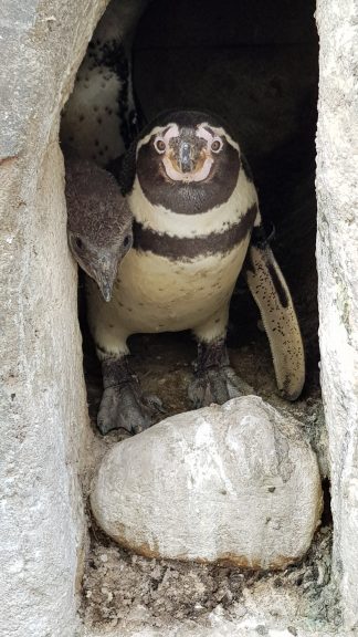 Humboldt Penguin Chick