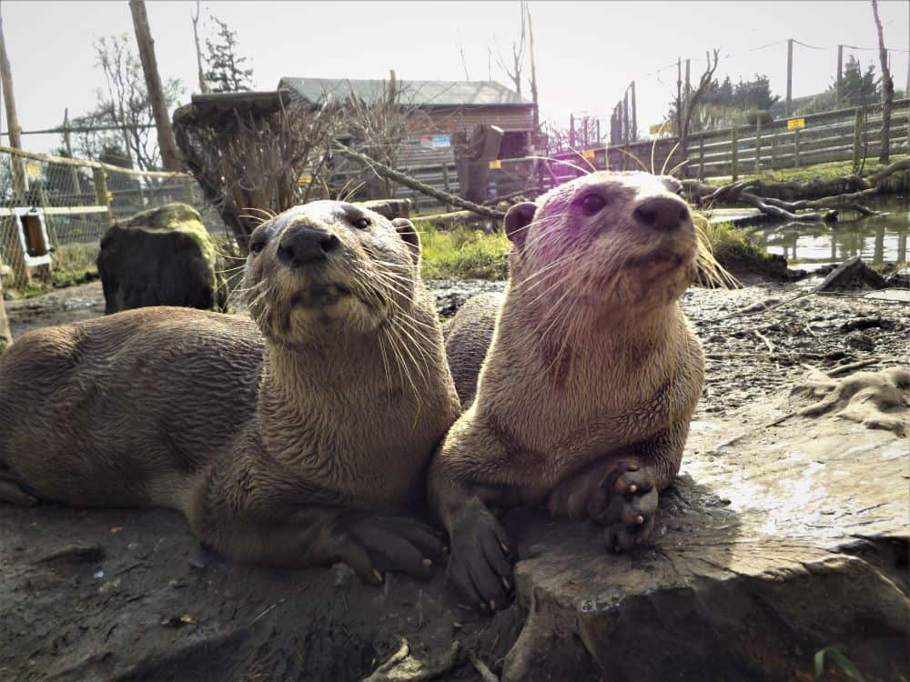 Otter Experiences - Animal Experiences At Wingham Wildlife Park In Kent