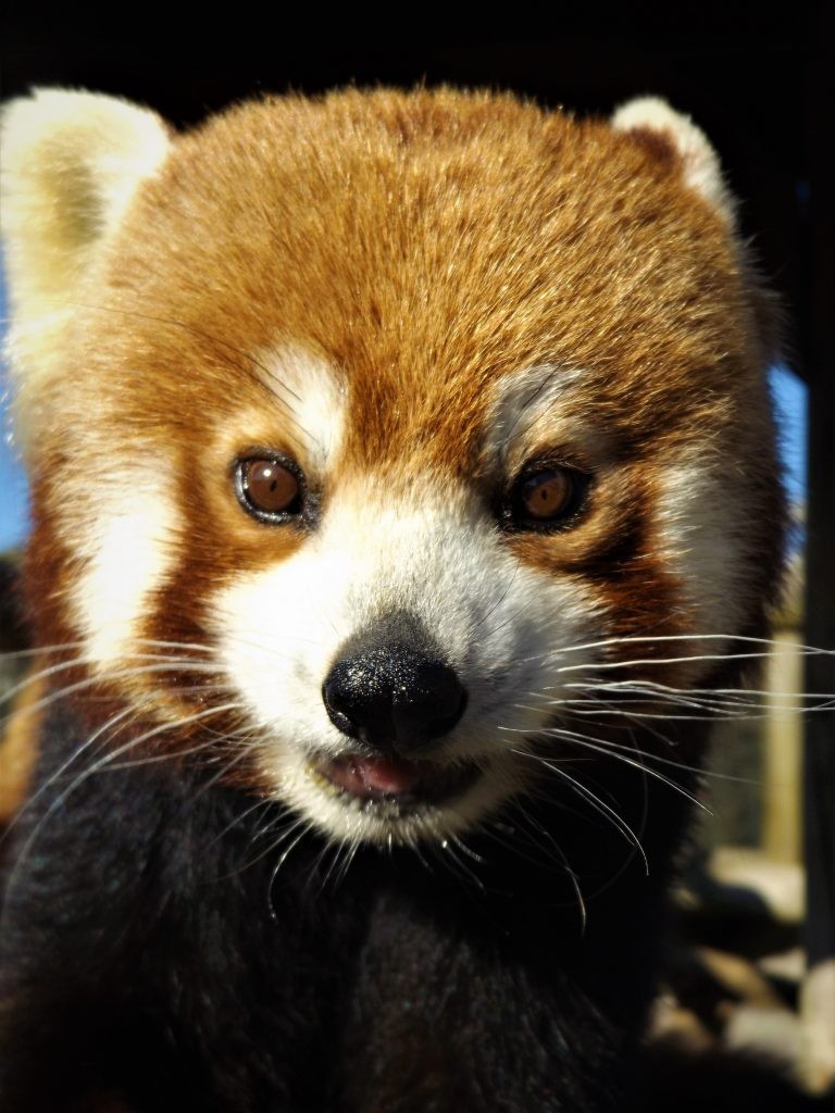 giant red panda