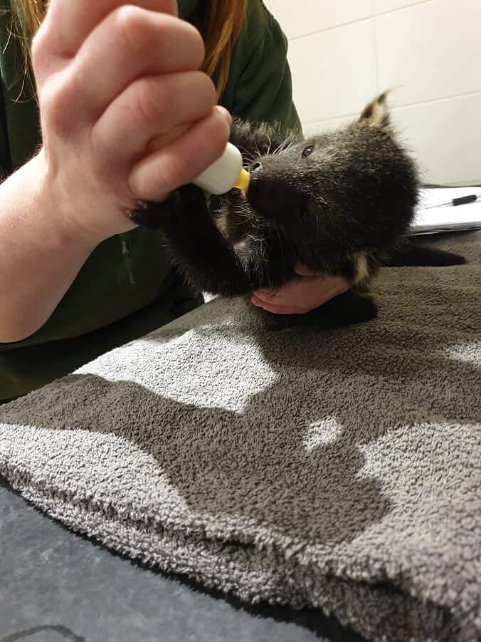 glassfeeder3weeksold