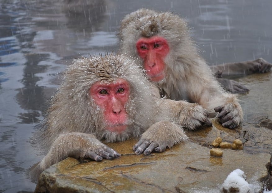 Photo Credit: Yblieb https://en.wikipedia.org/wiki/Japanese_macaque#/media/File:Snow_Monkeys,_Nagano,_Japan.JPG 