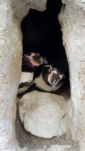 Humboldt Penguins nesting