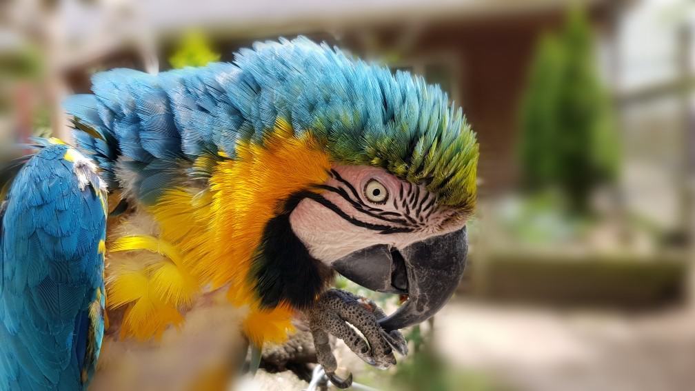 Blue and Gold Macaw at Wingham Wildlife Park.