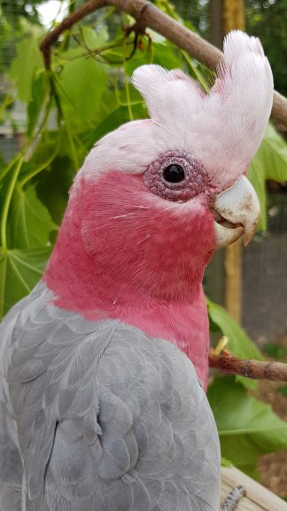 Colourful Feathers blog at Wingham Wildlife Park, Kent