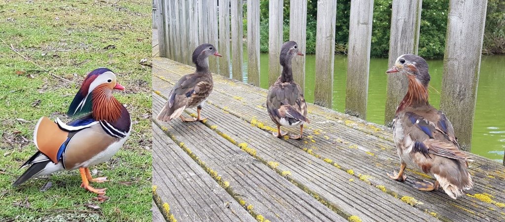 Our male Mandarin ducks want to look their best to attract a mate, but don’t want to stand out during the rest of the year. Soon after the breeding season they become scruffy and look similar to the females. They achieve this eclipse plumage through moult.