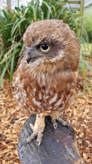 Timmy the Boobook Owl at Wingham Wildlife Park.