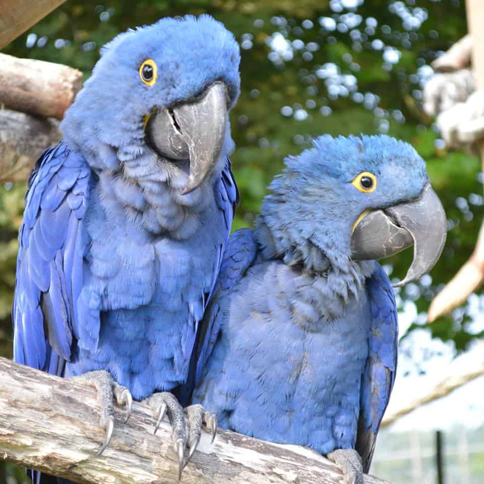 Hyacinth Macaws are monochromatic as the plumage of both sexes are alike.