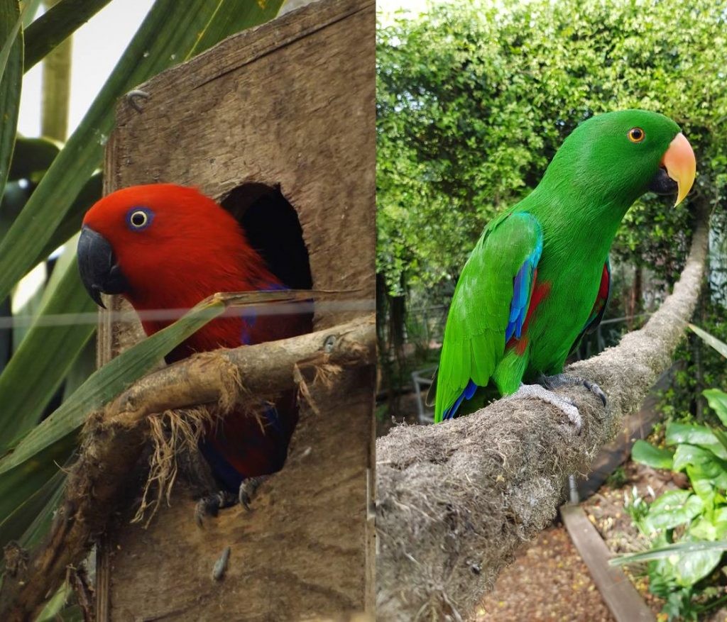 Eclectus Parrots are dichromatic as the females are bright red female and the males are a brilliant green.
