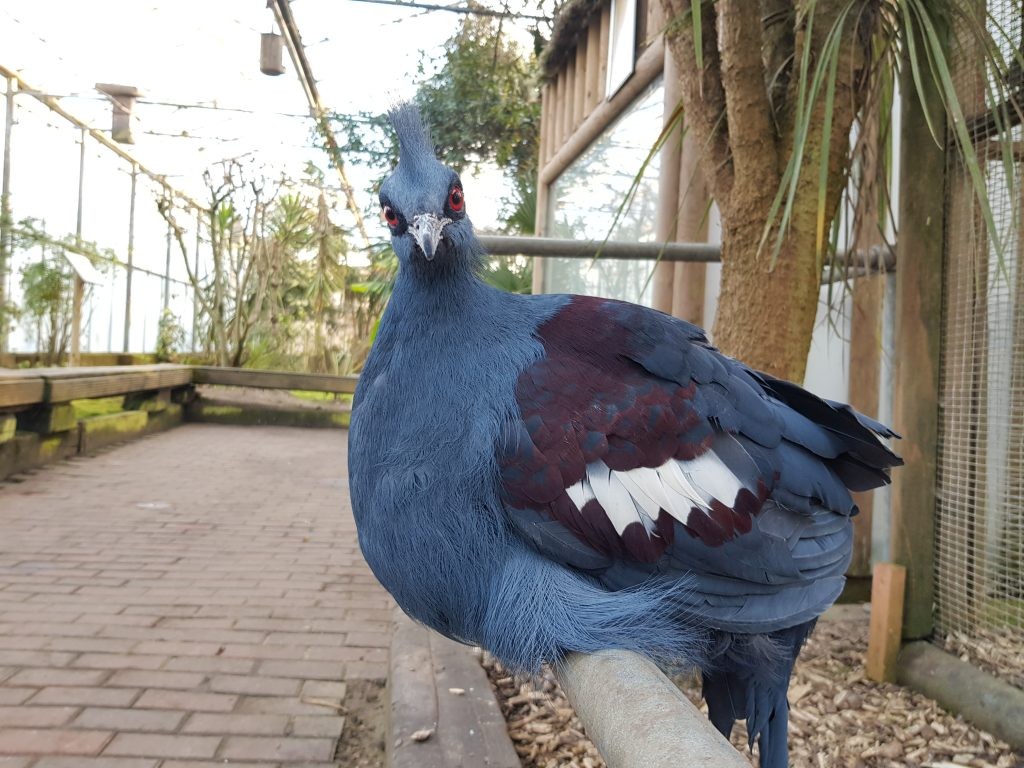 Blue Crowned Pigeon at Wingham Wildlife Park