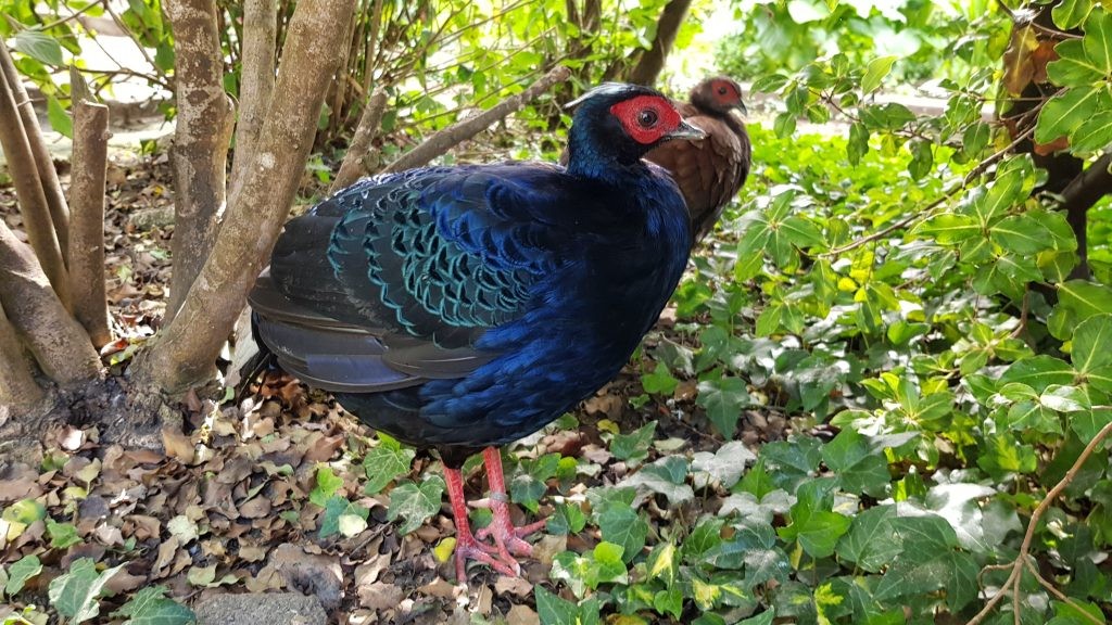 Edwards Pheasant at Wingham Wildlife Park