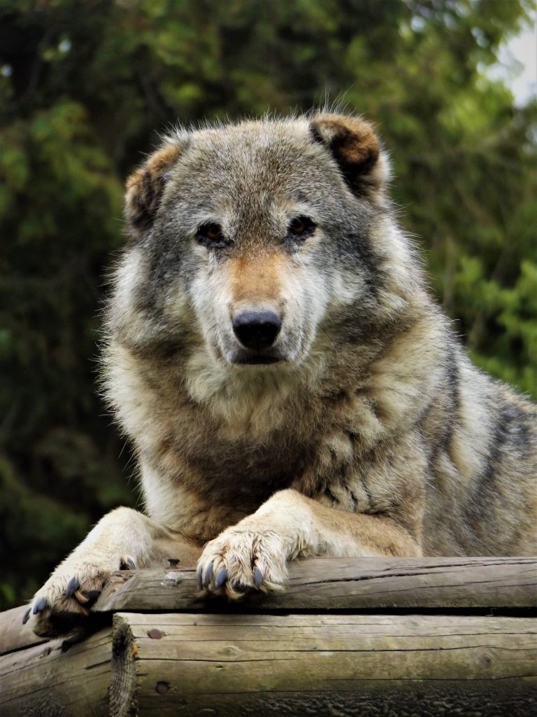 grey wolf