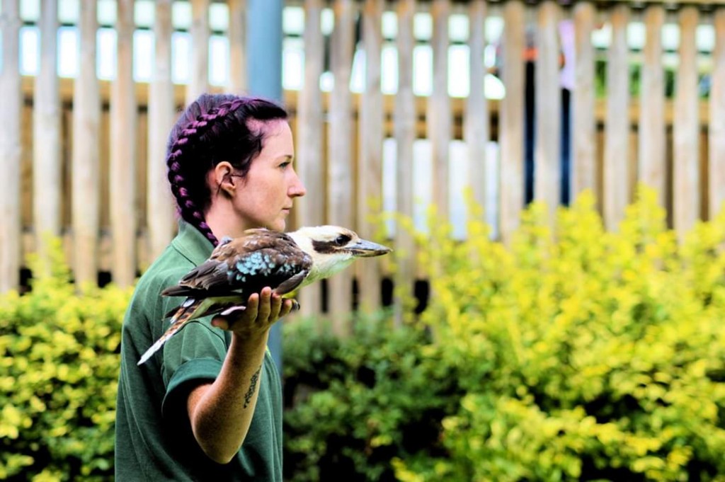 shiv and kookie the kookaburra