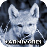 carnivores button
