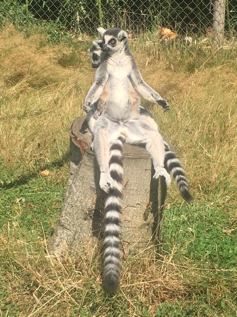 Ring-tailed Lemur