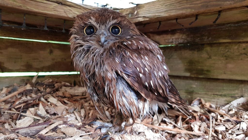 Timmy the Boobook Owl looking a bit soggy after a bath