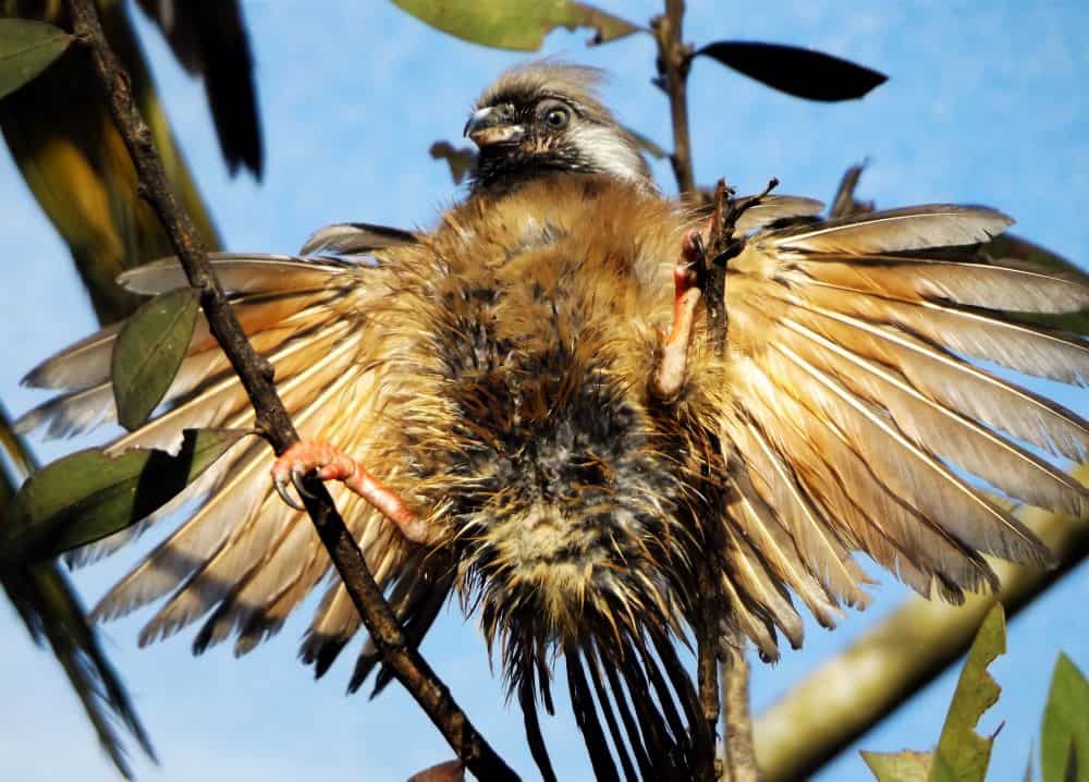 Speckled Mouse Bird