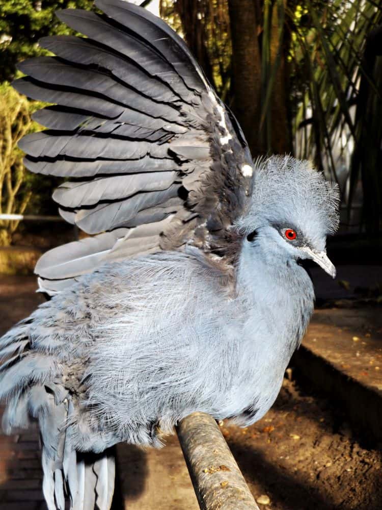 Blue Crowned Pigeons, like other pigeons have powder down feathers to aid feather maintenance