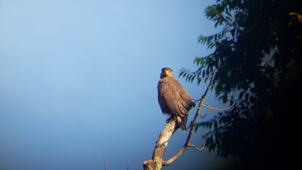 Crested serpent eagle, Bird watching in Borneo blog, Wingham Wildlife Park, Kent