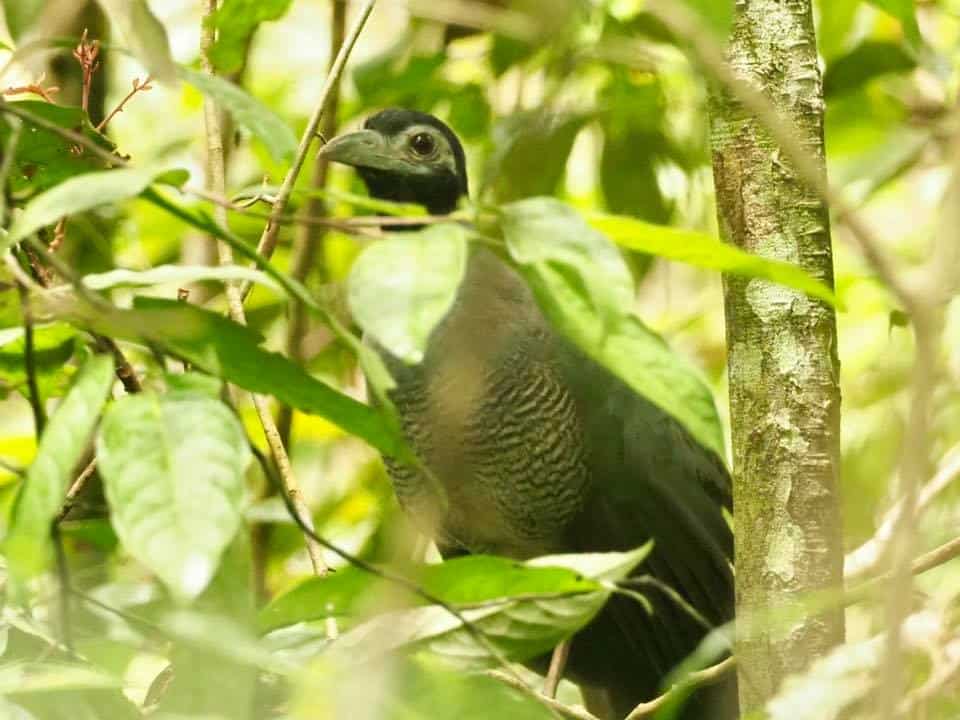 Bornean Ground-cuckoo, Bird watching in Borneo blog, Wingham Wildlife Park, Kent