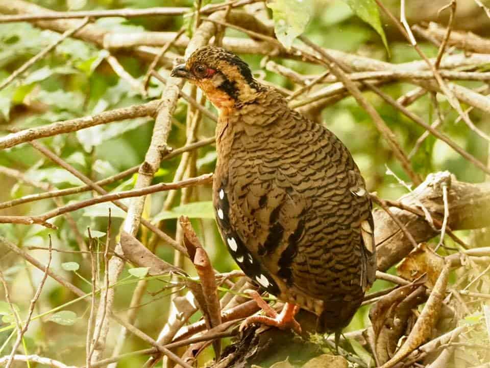 Red-breasted Partridge, Bird watching in Borneo blog, Wingham Wildlife Park