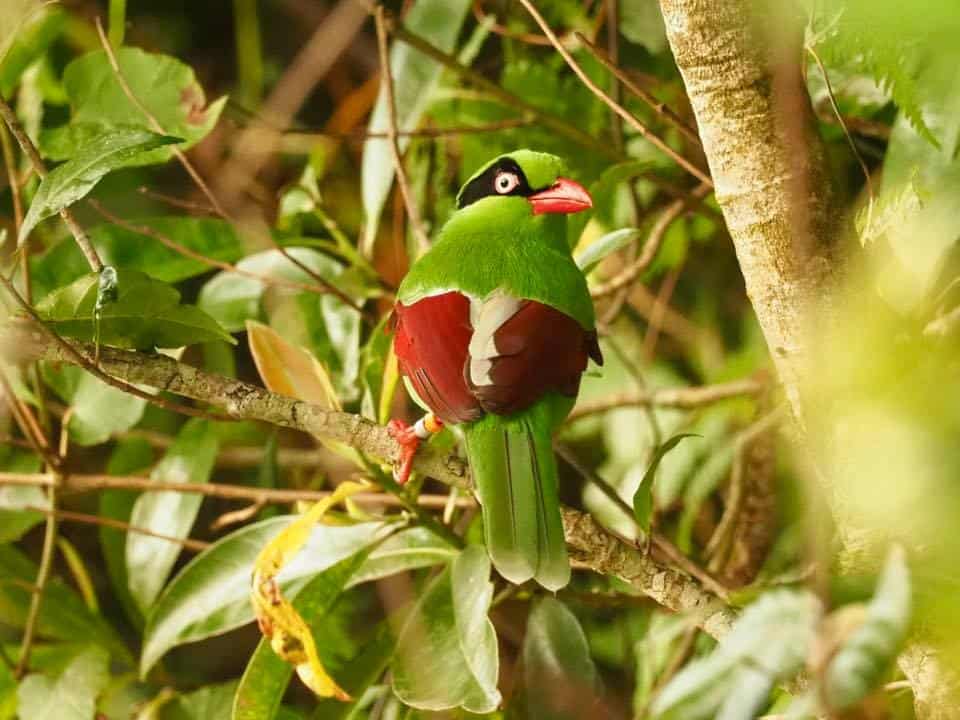 Green magpie, Bird watching in Borneo blog, Wingham Wildlife Park, Kent