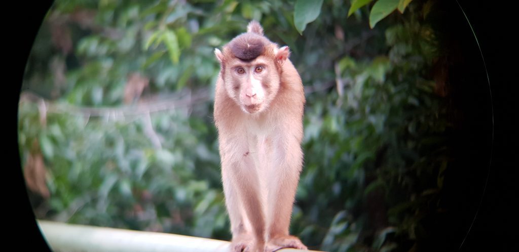 Pig-tailed macaque, Bird watching in Borneo Blog, Wingham Wildlife Park, Kent