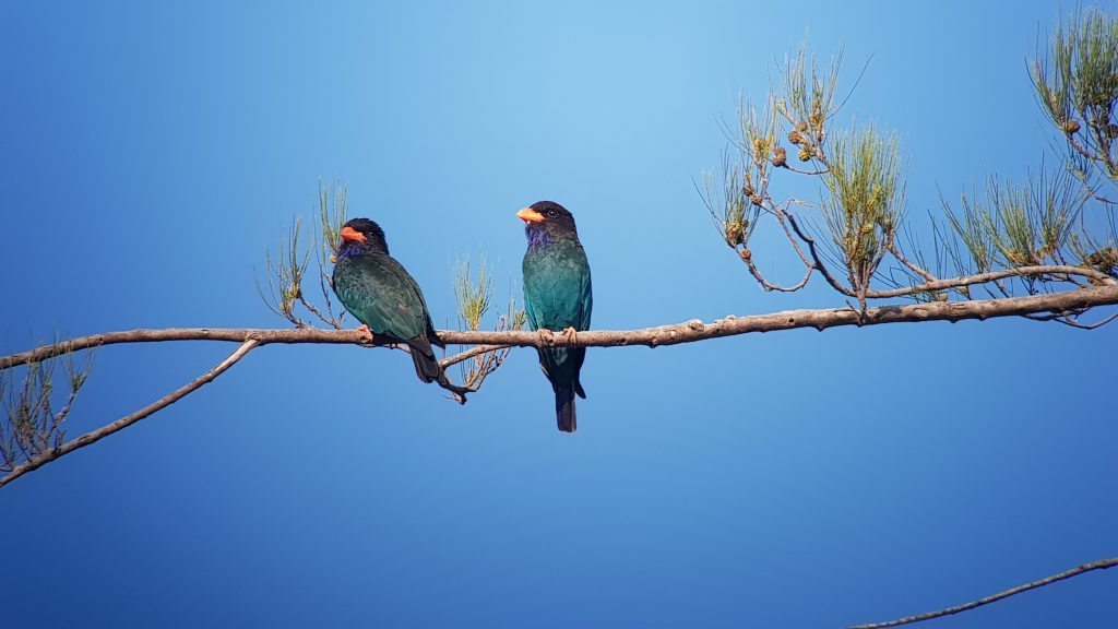 Dollarbirds, Borneo bird watching blog, Wingham Wildlife Park, Kent.
