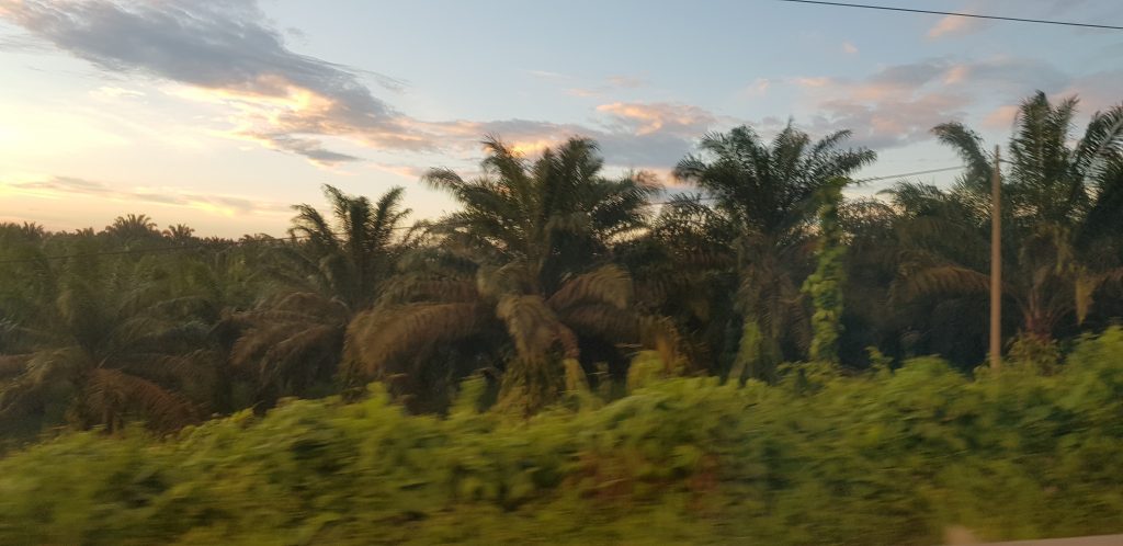 Driving through the palm oil plantations, Borneo blog, Wingham Wildlife Park, Kent