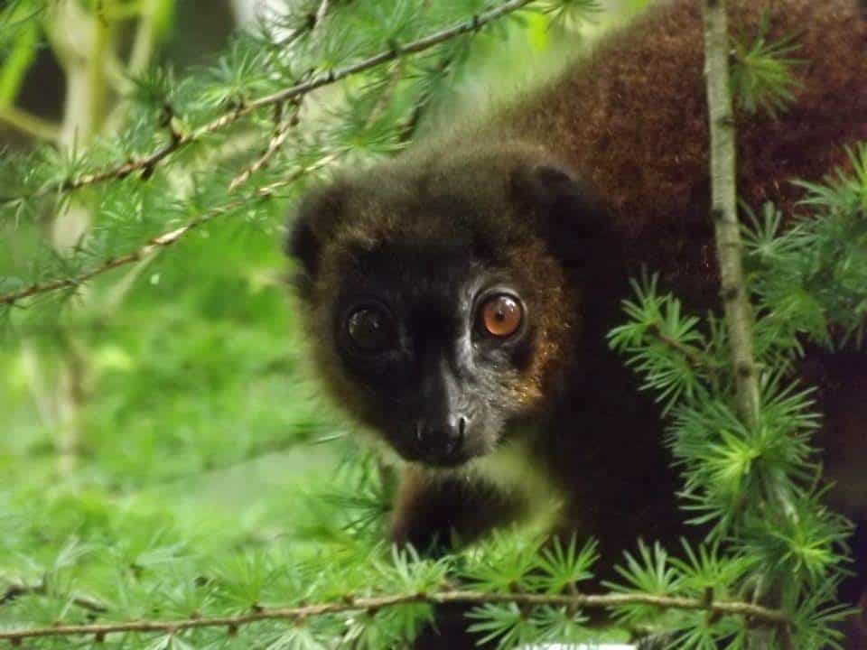 World Lemur Day blog at Wingham Wildlife Park, Kent
