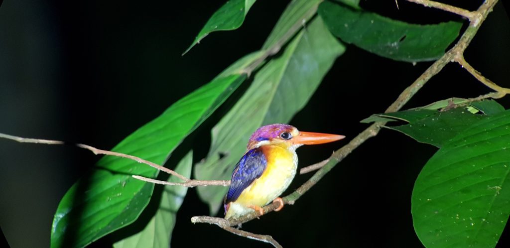 Oriental Dwarf Kingfisher, Birds of Borneo Blog, Wingham Wildlife Park, Kent
