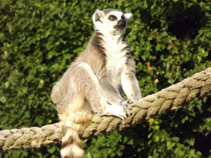 World Lemur Day blog at Wingham Wildlife Park, Kent
