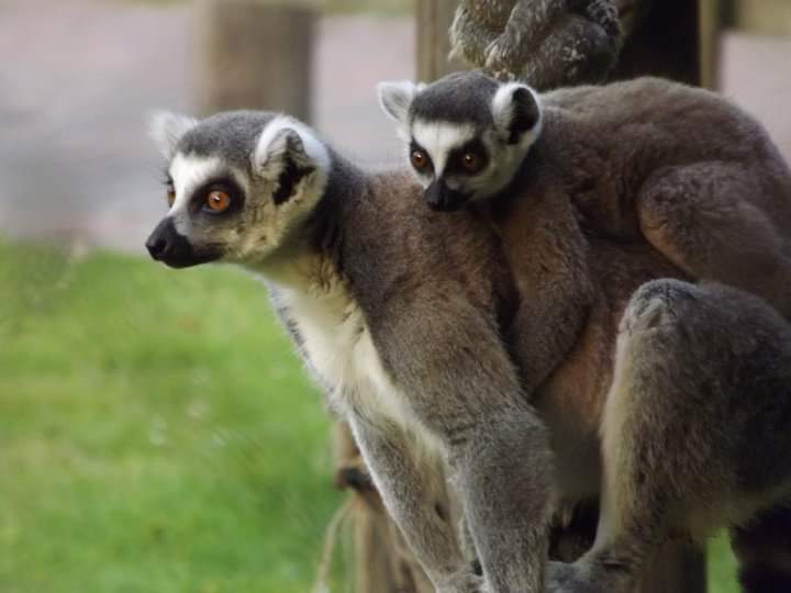 World Lemur Day blog at Wingham Wildlife Park, Kent
