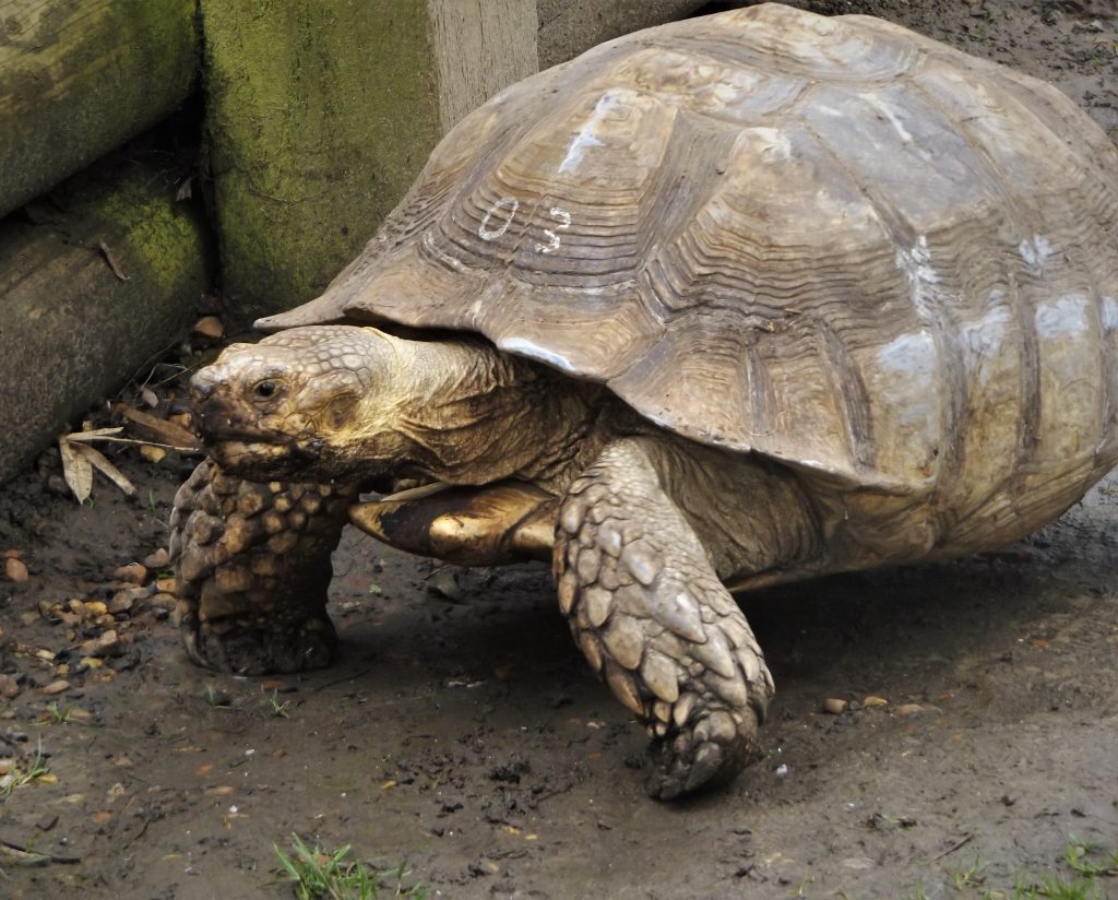 African spurred tortoise, Wingham Wildlife Park, Kent