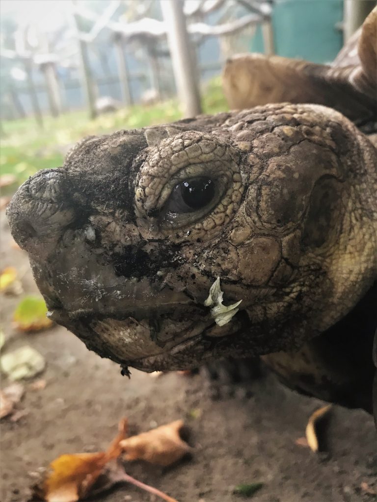 African spurred tortoise, Wingham Wildlife Park, Kent