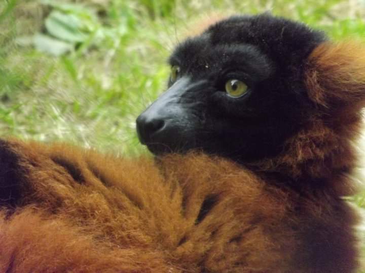World Lemur Day blog at Wingham Wildlife Park, Kent
