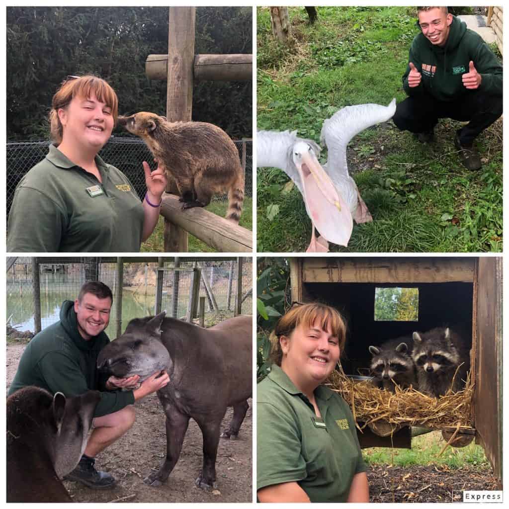 Meg with Honey the Coati, Dom with Barry the Pelican (Featured twice because Barry is just so photogenic), Matt with Nando and Kathleen the Lowland Tapirs, Meg with Daisy and Poppy the Raccoons