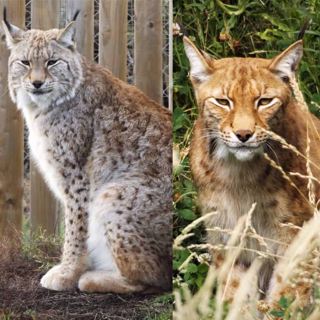 Eurasian Lynx during the winter and summer at Wingham Wildlife Park, Kent