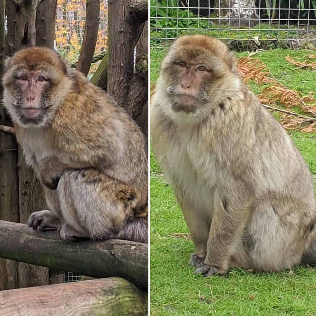 Barbary Macaque, Memouna at Wingham Wildlife park, Kent.