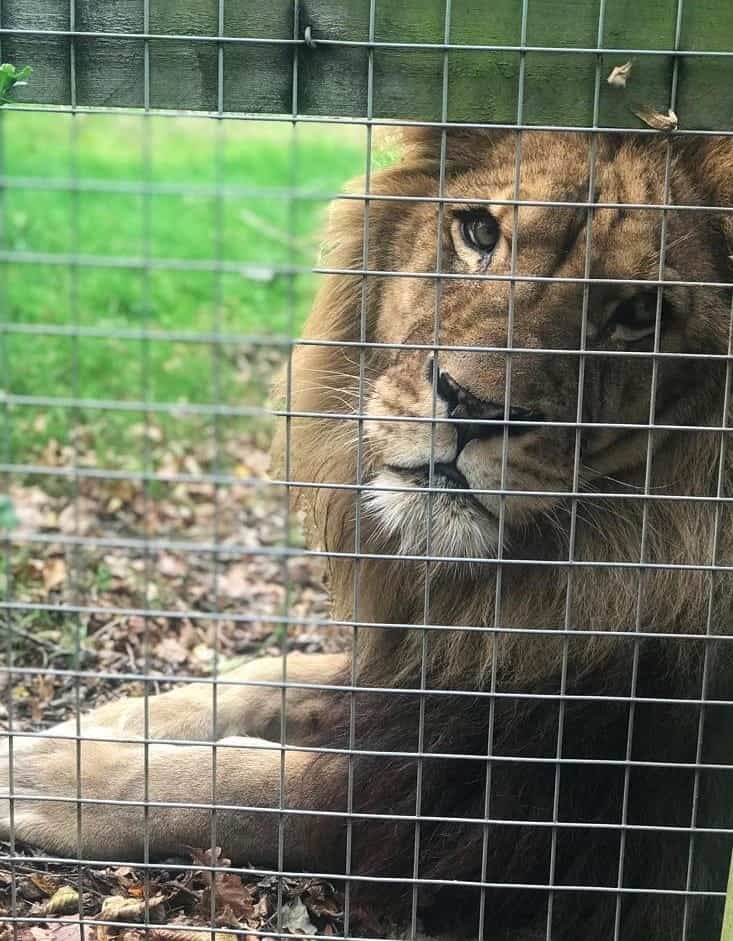 Lion at Wingham Wildlife Park, Kent