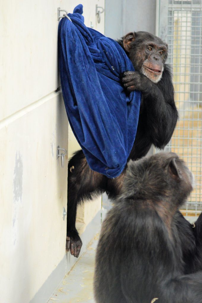Chimpanzee with blanket in the winter at Wingham Wildlife Park, Kent